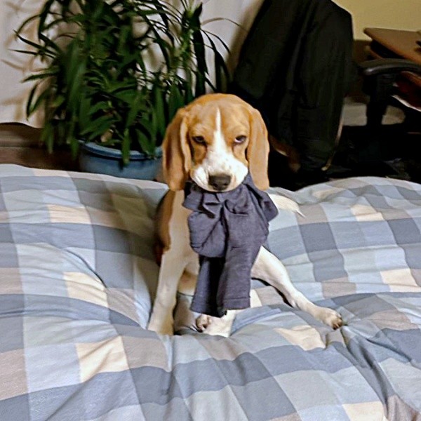 飼い主さんのお父さんに怒られたふてちゃん。お父さんの服をくわえて仲直り待ち中（画像提供：ふてぶてしい犬さん）