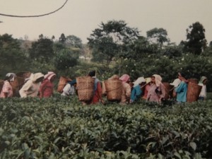 憧れのインド・ダージリンで飲んだお茶の味は意外なものだった