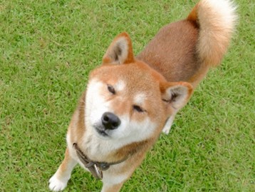 東京で犬を飼うなら…　動物と飼い主の「マッチング」を考える