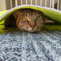 かくれんぼ＝chobihigenekoさん提供
