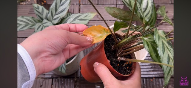枯れなかったものの、黄色くなってしまった葉も／「くまパン園芸 KOBI's Houseplants Life」（@kumapan）提供