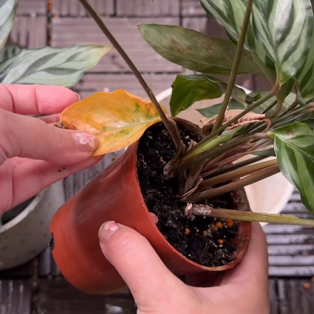 枯れなかったものの、黄色くなってしまった葉も／「くまパン園芸 KOBI's Houseplants Life」（@kumapan）提供