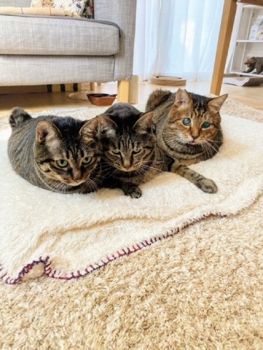 左からレオ、水吉、てつおのキジトラ・ボーイズ（良子さん提供）