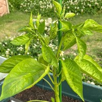 ピーマンの白い花も可愛らしいですね（画像提供：ぽんさん）※一部トリミング