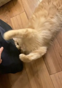 全力の可愛さで引き止めようとするつきみくん／つきみねこさん（@____tukimineko）提供