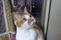 若猫期のルビィちゃん