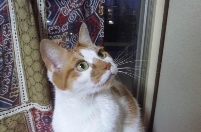 若猫期のルビィちゃん