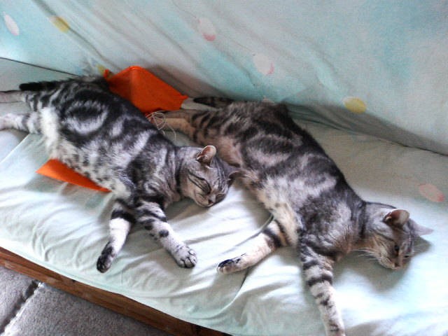 仲良しきょうだい、クリスとココ