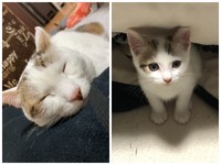 ゆふ。写真右は保護された当時の幼いころ（鶴上さん提供）
