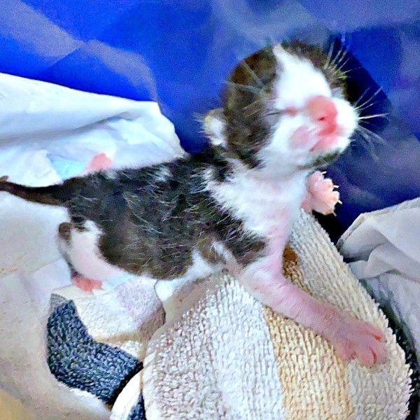 どうか生きてーー家族の懸命なケアを受けるこはるちゃん（画像提供：T&A&Fさん）