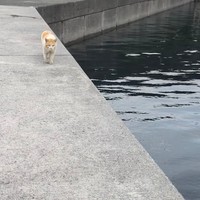 後から来てゼロ距離で割り込んできたのは……（動画からキャプチャー／提供：キーさん）