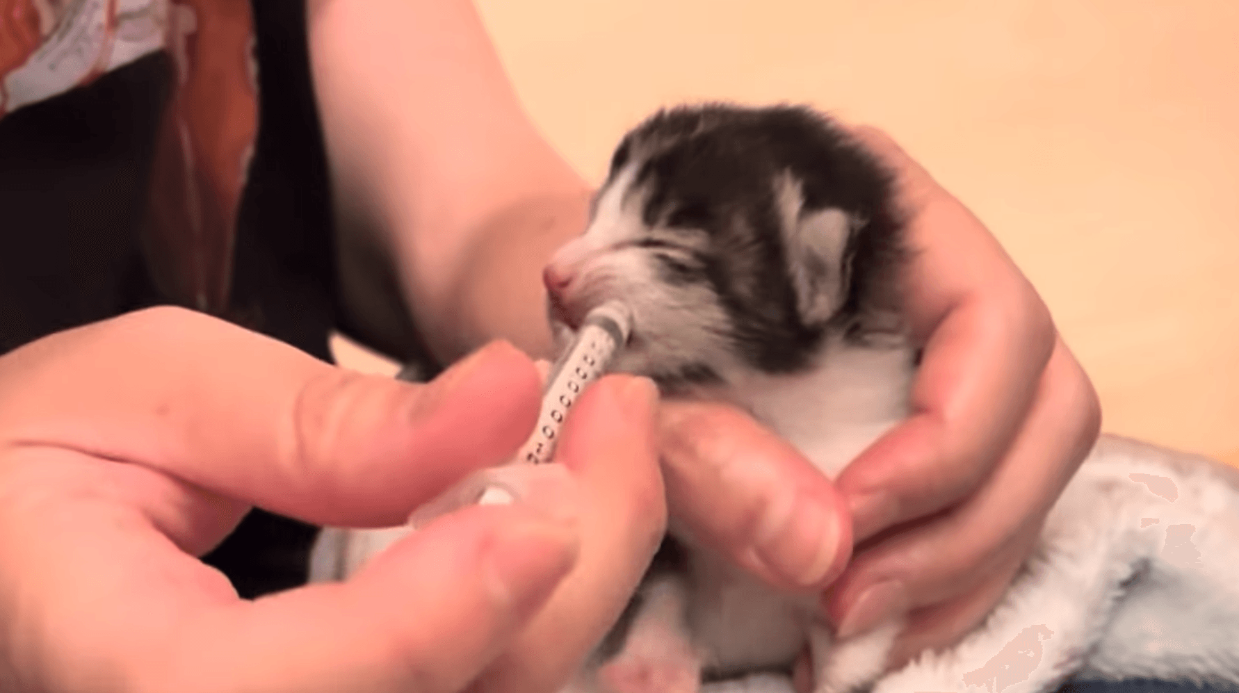 シリンジで2時間おきにミルクをあげる／画像提供：飼育係