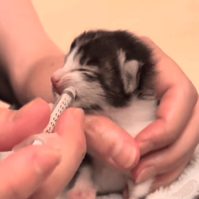 シリンジで2時間おきにミルクをあげる／画像提供：飼育係