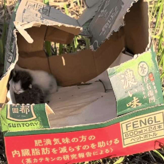 「まだいる！」ダンボ―ルの外で、かすかな鳴き声／画像提供：飼育係