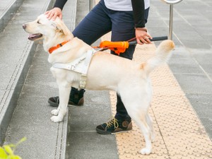 日本盲導犬協会の社会的貢献 目が見えない、見えにくい人たちを無償で支援