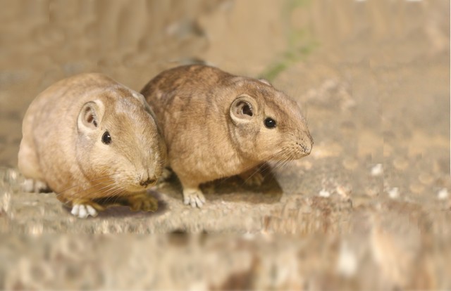 群れの秩序を守って暮らすグンディ