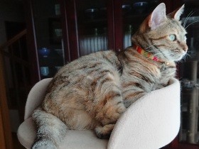 庭に現れた猫　飼ってあげたいけれど、20年先まで面倒みられる？ある夫婦の決断