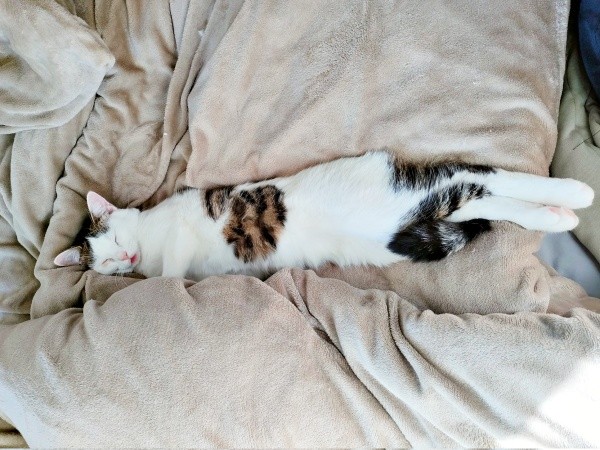 舌ペロで眠るむぎちゃん（画像提供：あるくきくらげさん）