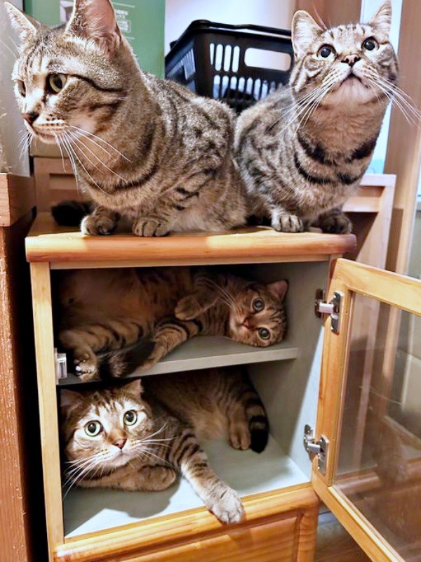 棚をもらったら…「猫入れ」になりました（画像提供：はるとさん）