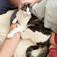 飼い主さんにぴったりくっつくしおちゃん（画像提供：猫のしお むすび 飼い主はろでさん）