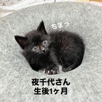 保護当時、生後1カ月ころの夜千代さん（画像提供：yozo工房さん）