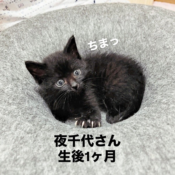 保護当時、生後1カ月ころの夜千代さん（画像提供：yozo工房さん）