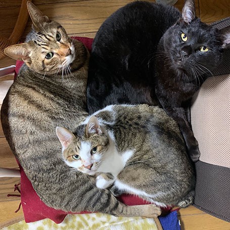 亡父の座椅子を3匹で占拠