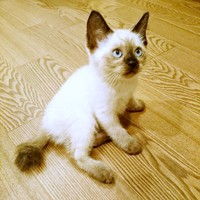 きょとん顔がかわいすぎる！ 生後1.5カ月、保護されたルシウスくん（画像提供：だぬ彦さん）