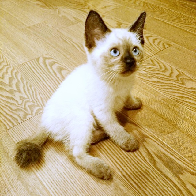 きょとん顔がかわいすぎる！ 生後1.5カ月、保護されたルシウスくん（画像提供：だぬ彦さん）