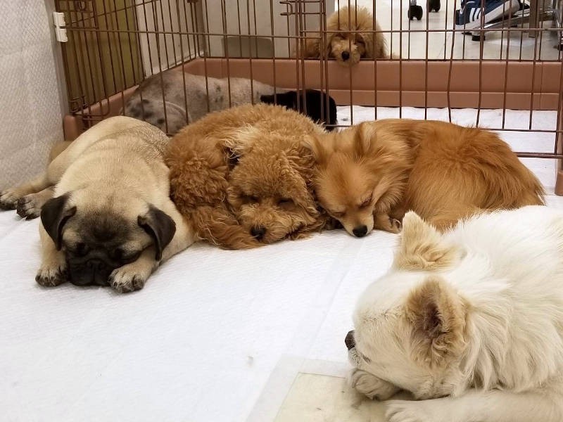 初日はあんなにみんなにドン引きされていたのに……こうして仲間になった姿にじーん（UG DOGS提供）