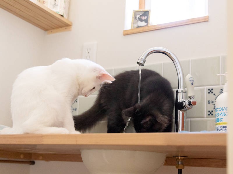 おーい、頭に水かかってるよー