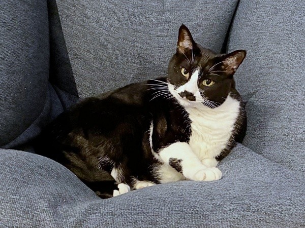 ソファ上でまったりくつろぐひげちゃん（画像提供：こけむすさん）