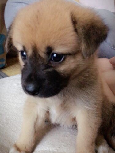 子犬家にきたころの「ジス」