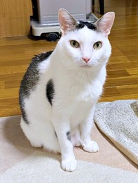 凛々しいイケニャンになったしょうたくん（画像提供：きよダブシャインさん）