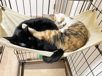 先住猫のひなちゃん（右）とハンモックで一緒に眠るてまりちゃん（左）（画像提供：ひなてまリンさん）