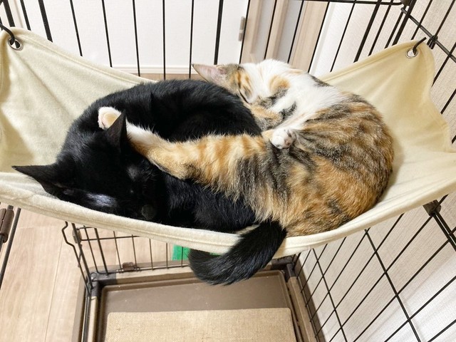 先住猫のひなちゃん（右）とハンモックで一緒に眠るてまりちゃん（左）（画像提供：ひなてまリンさん）
