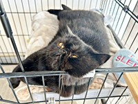 このスタイルが落ち着くかげちゃん（画像提供：こてつくんとかげつちゃん）