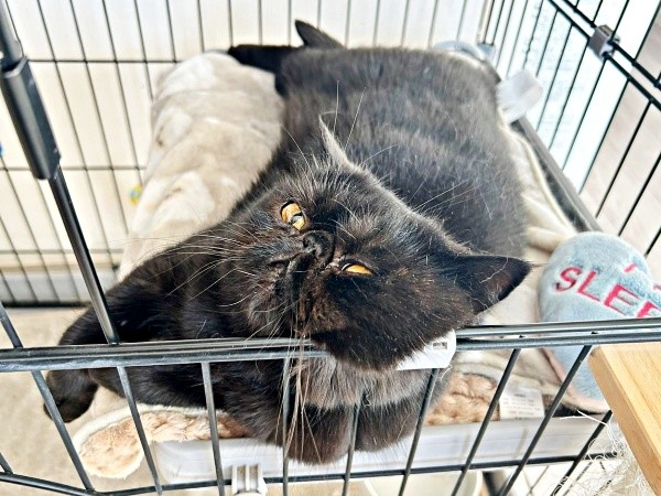 このスタイルが落ち着くかげちゃん（画像提供：こてつくんとかげつちゃん）