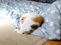 保護後、部屋でぐっすりと休むみぃちゃん（画像提供：うにねこさん）