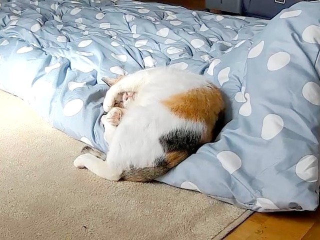 保護後、部屋でぐっすりと休むみぃちゃん（画像提供：うにねこさん）