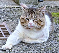 野良猫時代、厳しい暮らしを生き抜いていたボブくん（画像提供：元野良猫ボブさん）
