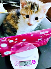 保護時の体調不良から少しずつ回復。体重320グラムになったサラちゃん（画像提供：にゃさん）