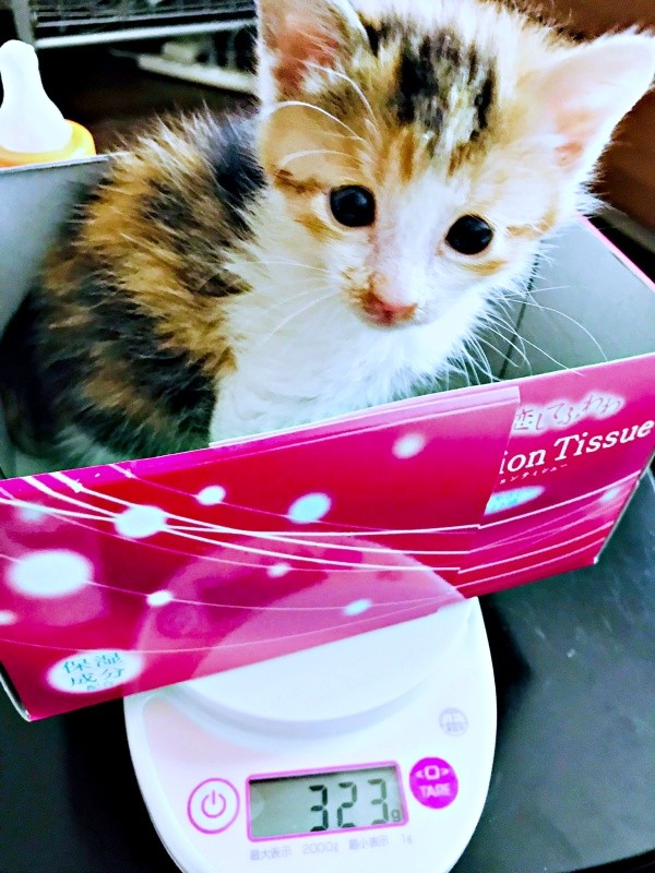 保護時の体調不良から少しずつ回復。体重320グラムになったサラちゃん（画像提供：にゃさん）