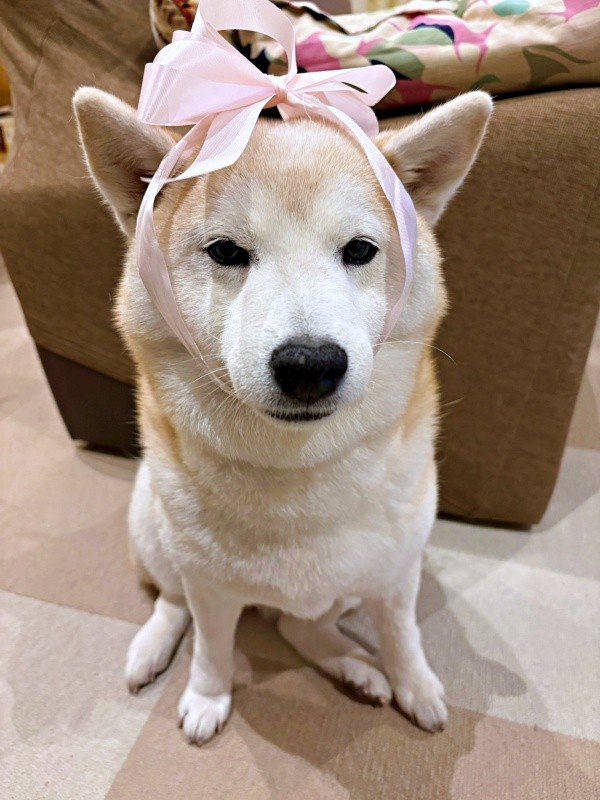 「まだやるの？」  声が漏れ出しそうなモモちゃん（画像提供：柴犬のモモさん）