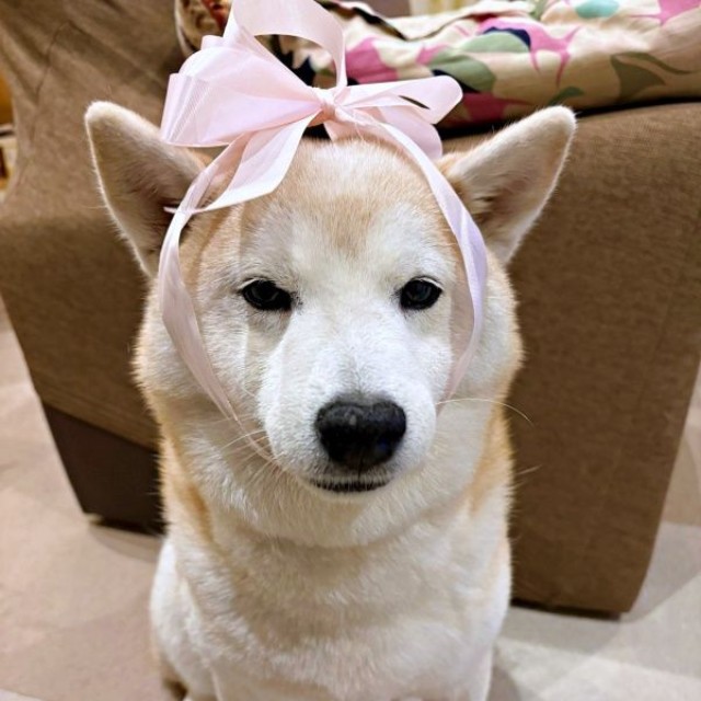 「まだやるの？」  声が漏れ出しそうなモモちゃん（画像提供：柴犬のモモさん）