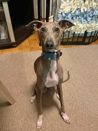 ちょこんとおすわりするプットくん（画像提供：プットさん）