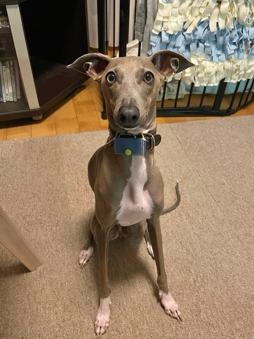 ちょこんとおすわりするプットくん（画像提供：プットさん）