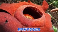 2日目にして、鮮やかなラフレシアを発見！