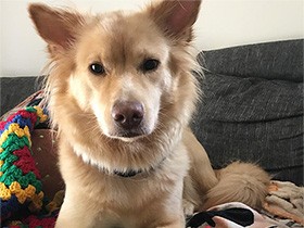 朝の起き抜け、ソファーでぼーっとしてる保護犬の「りんご」