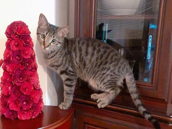 なかなかエレガントでしょう